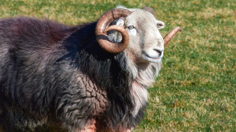 Learn All About Herdwick Sheep | The Herdy Company