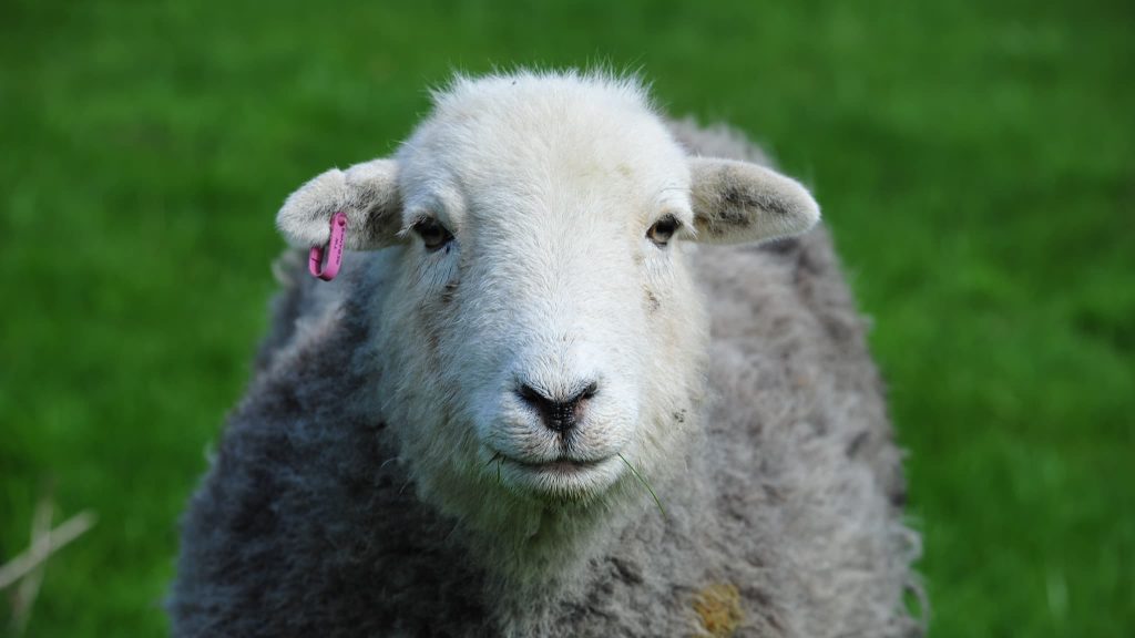 Coloured Markings On Herdwick Sheep | The Herdy Company