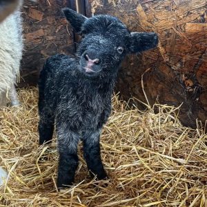 Herdwick Sheep Lambing Tips