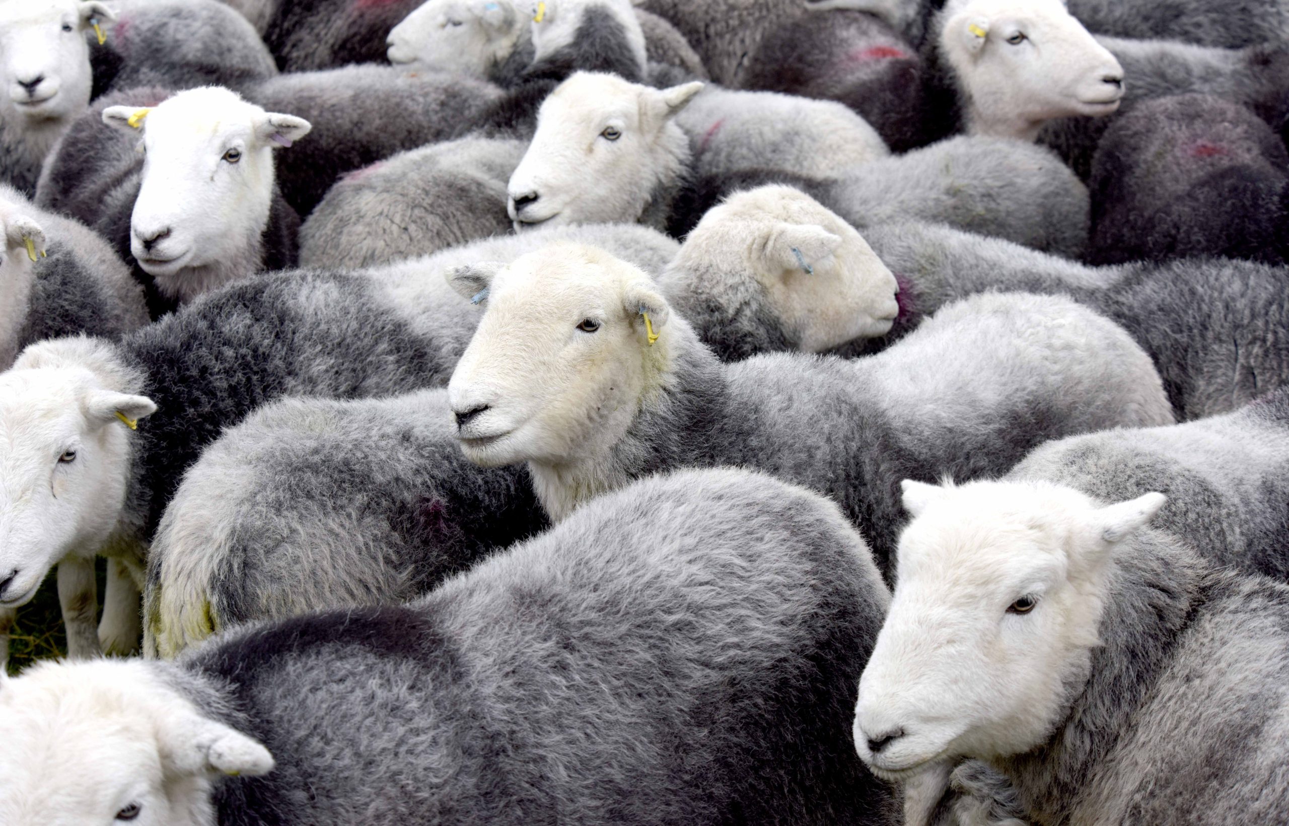 A flock of Herdwick sheep in the Lake District
