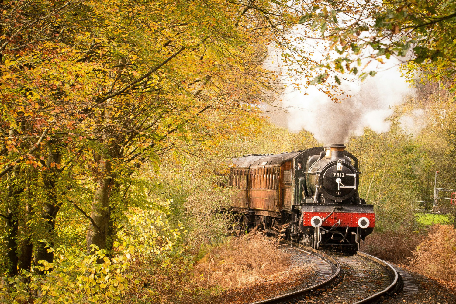 Rain in the Lake District: A steam train driving through a woodland