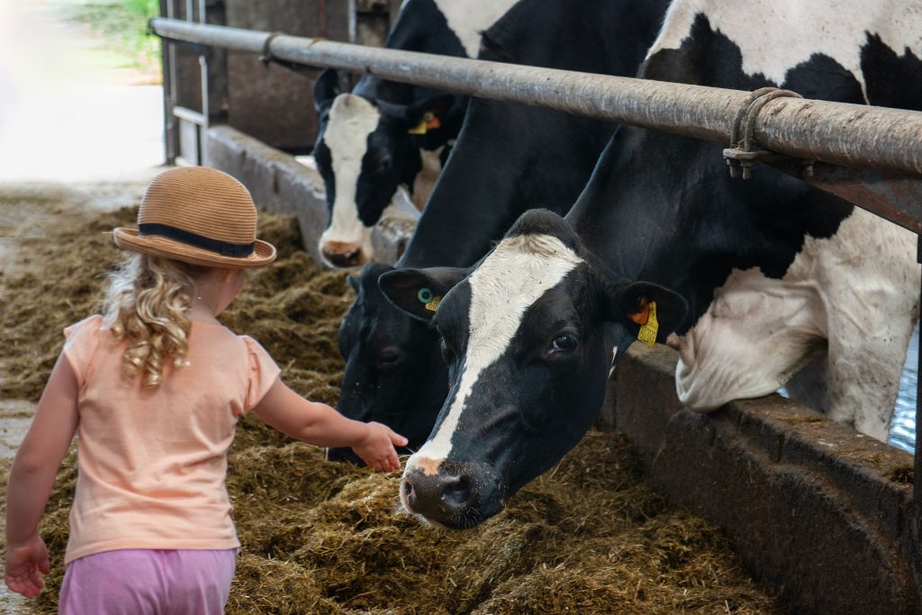 Young girl hand feeding a dairy cow at a farm open day