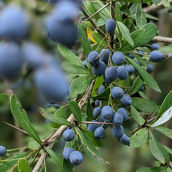 Juniper Berries