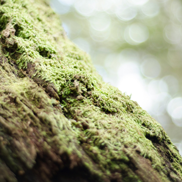 Oak Moss growing on bark