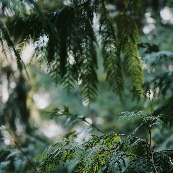 Pine leaves from a cedar wood tree